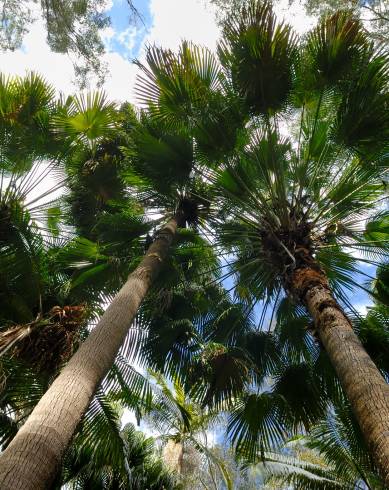 Fotografia de capa Livistona australis - do Jardim Botânico