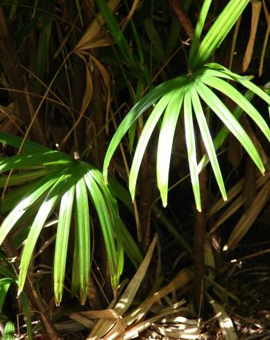 Fotografia de capa Rhapis excelsa - do Jardim Botânico