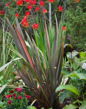 Fotografia 1 da espécie Phormium tenax no Jardim Botânico UTAD