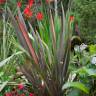 Fotografia 1 da espécie Phormium tenax do Jardim Botânico UTAD