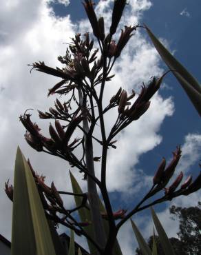 Fotografia 6 da espécie Phormium tenax no Jardim Botânico UTAD