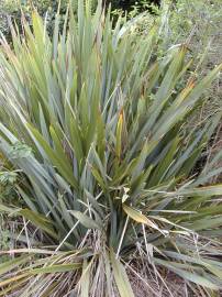 Fotografia da espécie Phormium tenax