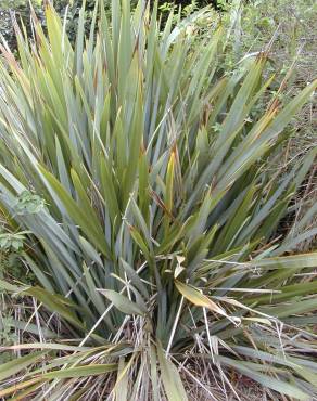 Fotografia 7 da espécie Phormium tenax no Jardim Botânico UTAD