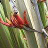 Fotografia 9 da espécie Phormium tenax do Jardim Botânico UTAD