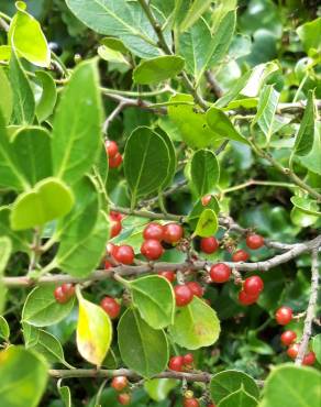 Fotografia 17 da espécie Rhamnus alaternus no Jardim Botânico UTAD