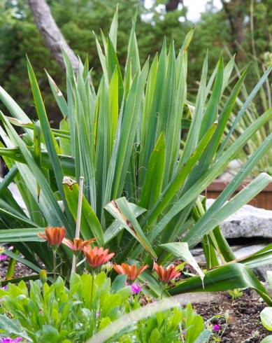 Fotografia de capa Yucca filamentosa - do Jardim Botânico