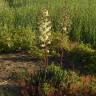 Fotografia 5 da espécie Yucca filamentosa do Jardim Botânico UTAD