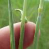 Fotografia 6 da espécie Alopecurus pratensis do Jardim Botânico UTAD