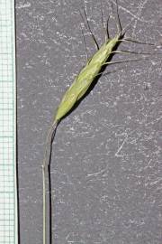Fotografia da espécie Bromus arvensis