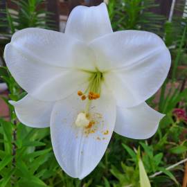 Fotografia da espécie Lilium longiflorum