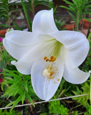 Fotografia 10 da espécie Lilium longiflorum no Jardim Botânico UTAD