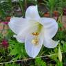 Fotografia 10 da espécie Lilium longiflorum do Jardim Botânico UTAD