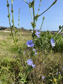 Fotografia da espécie Cichorium intybus