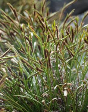 Fotografia 12 da espécie Asplenium septentrionale no Jardim Botânico UTAD