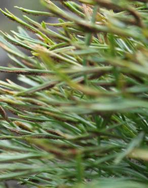 Fotografia 13 da espécie Asplenium septentrionale no Jardim Botânico UTAD