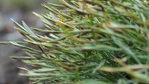 Fotografia da espécie Asplenium septentrionale