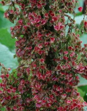 Fotografia 3 da espécie Rumex alpinus no Jardim Botânico UTAD