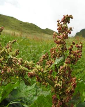 Fotografia 6 da espécie Rumex alpinus no Jardim Botânico UTAD