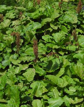 Fotografia 7 da espécie Rumex alpinus no Jardim Botânico UTAD