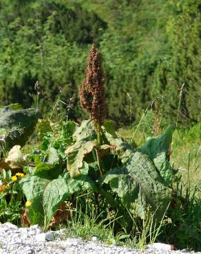 Fotografia 8 da espécie Rumex alpinus no Jardim Botânico UTAD