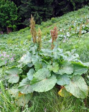 Fotografia 10 da espécie Rumex alpinus no Jardim Botânico UTAD