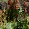 Fotografia 12 da espécie Rumex alpinus do Jardim Botânico UTAD