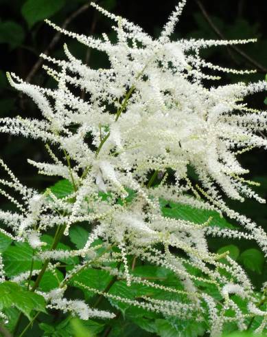 Fotografia de capa Aruncus dioicus - do Jardim Botânico