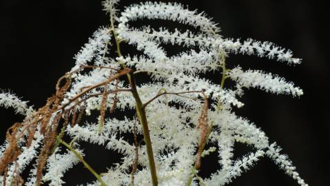 Fotografia da espécie Aruncus dioicus