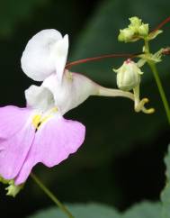 Impatiens balfourii