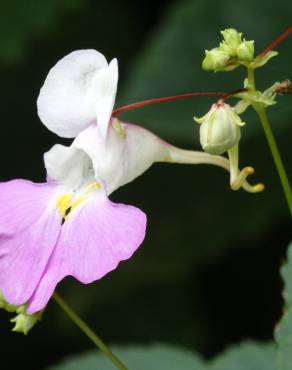 Fotografia 1 da espécie Impatiens balfourii no Jardim Botânico UTAD