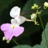 Fotografia 1 da espécie Impatiens balfourii do Jardim Botânico UTAD