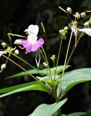 Fotografia 31 da espécie Impatiens balfourii no Jardim Botânico UTAD