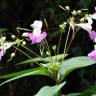 Fotografia 31 da espécie Impatiens balfourii do Jardim Botânico UTAD