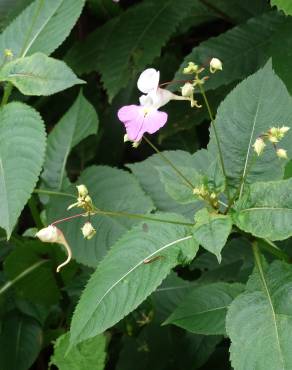 Fotografia 32 da espécie Impatiens balfourii no Jardim Botânico UTAD