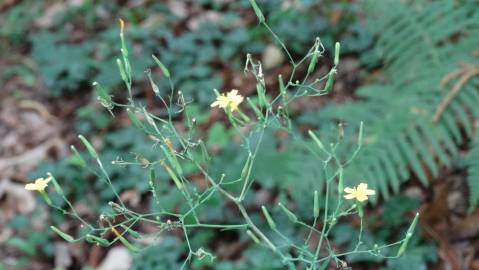 Fotografia da espécie Lapsana communis subesp. communis