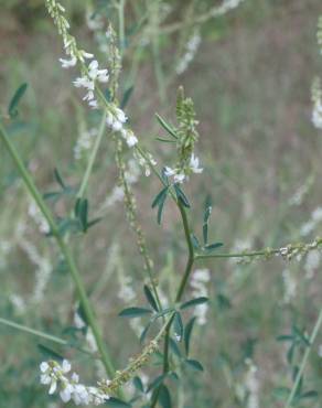 Fotografia 18 da espécie Melilotus albus no Jardim Botânico UTAD