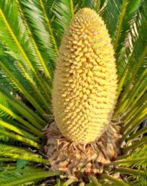 Fotografia 15 da espécie Cycas revoluta no Jardim Botânico UTAD