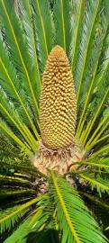 Fotografia da espécie Cycas revoluta