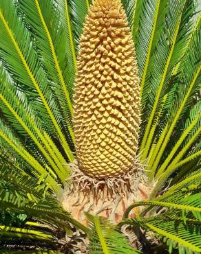 Fotografia 16 da espécie Cycas revoluta no Jardim Botânico UTAD