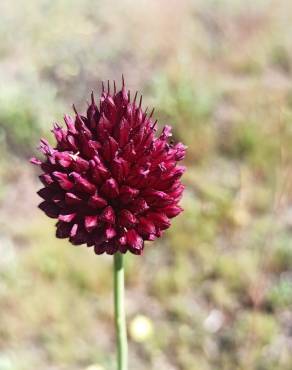 Fotografia 13 da espécie Allium sphaerocephalon no Jardim Botânico UTAD