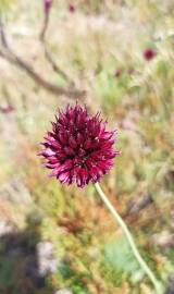 Fotografia da espécie Allium sphaerocephalon