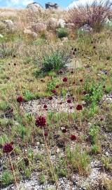 Fotografia da espécie Allium sphaerocephalon