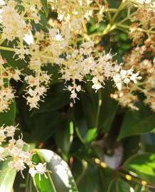 Fotografia da espécie Ligustrum lucidum