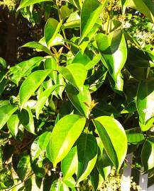 Fotografia da espécie Ligustrum lucidum