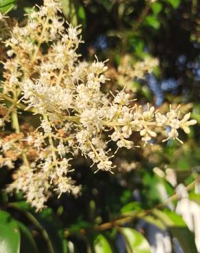 Fotografia 30 da espécie Ligustrum lucidum no Jardim Botânico UTAD