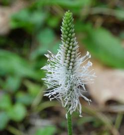 Fotografia da espécie Plantago major