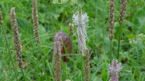 Fotografia da espécie Plantago major