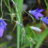 Fotografia 12 da espécie Campanula patula do Jardim Botânico UTAD