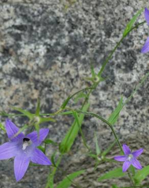 Fotografia 13 da espécie Campanula patula no Jardim Botânico UTAD