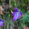 Fotografia 16 da espécie Campanula patula do Jardim Botânico UTAD